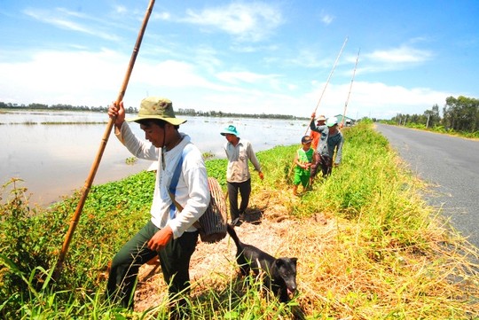 Muôn kiểu săn chuột đồng náo động vùng quê - Ảnh 1.