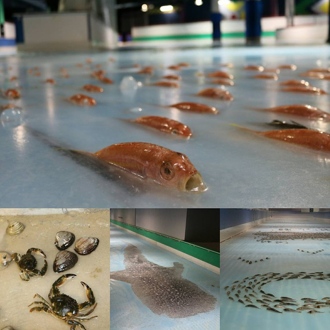 Công viên Nhật Bản gây phẫn nộ vì sử dụng 5.000 con cá sống với lý do không tưởng tượng nổi - Ảnh 1.