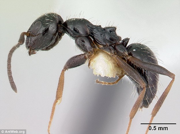 Phát hiện bầy đàn siêu kiến, tổ trải dài tới 38 KILOMET - Ảnh 1.