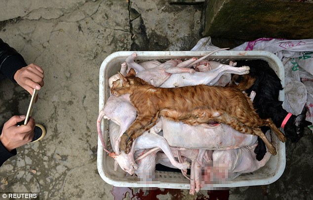 Tên đồ tể giả nhân giả nghĩa nhận nuôi cả ngàn con mèo rồi phù phép thành thịt thỏ đem bán - Ảnh 3.