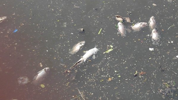 Rác thải, xác cá lại nổi đầy trên kênh Nhiêu Lộc - Ảnh 3.