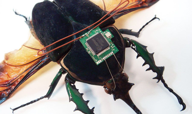 Cyborg Insect: Gắn chip lên lưng côn trùng, bắt chúng tuân theo mệnh lệnh của con người - Ảnh 2.