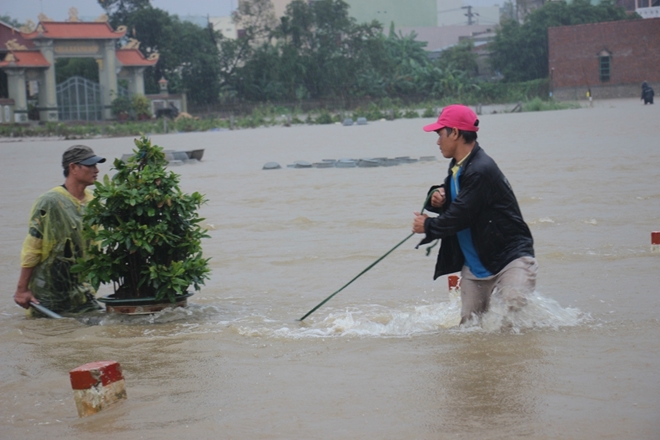 “Thủ phủ” mai vàng vật vã chạy lũ - Ảnh 3.