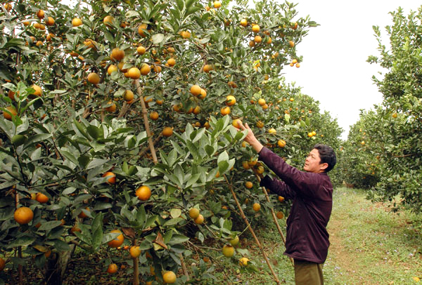 Cam Cao Phong xuất xứ Tàu: Dân Hà Thành dính quả độc - Ảnh 1.