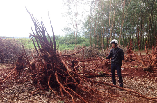 Ồ ạt chặt cao su bán cho thương lái - Ảnh 1.