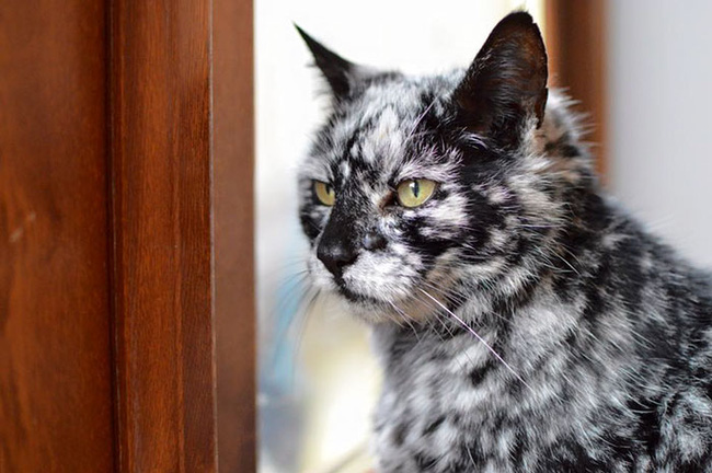 Chú mèo có màu lông dần bạc trắng như tóc người già - Ảnh 2.
