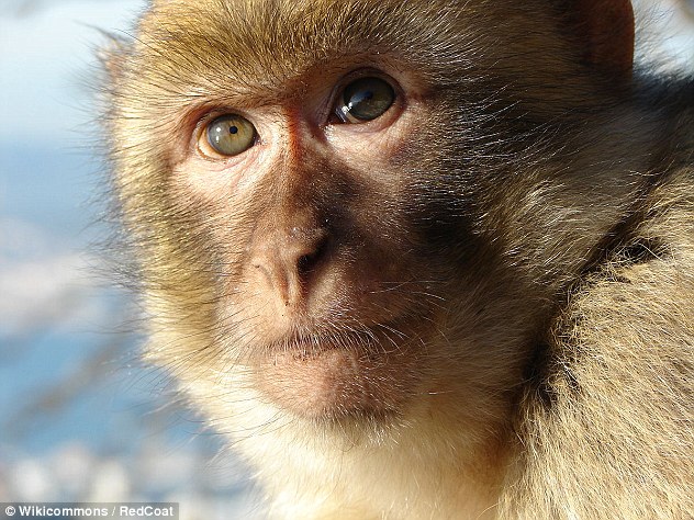Các nhà khoa học nói khỉ có thể nói được như người - Ảnh 1.