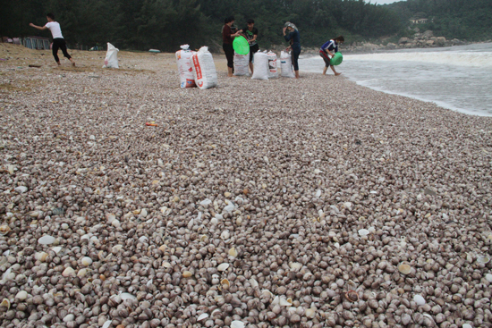 Hàng tấn lộc trời chất đống ở bờ biển Hà Tĩnh, người dân kiếm cả triệu/ngày - Ảnh 1.