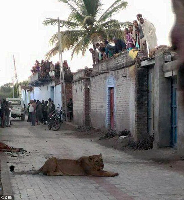 Sư tử vào làng bắt bò ăn rồi đi dạo, dân làng leo hết lên mái nhà ngồi xem - Ảnh 2.
