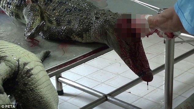 Cảnh tượng rùng mình bên trong một trang trại cá sấu ở Việt Nam lên báo nước ngoài - Ảnh 2.
