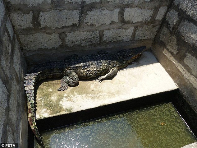 Cảnh tượng rùng mình bên trong một trang trại cá sấu ở Việt Nam lên báo nước ngoài - Ảnh 5.