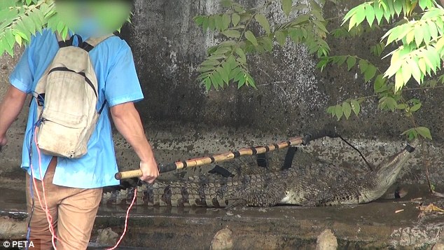Cảnh tượng rùng mình bên trong một trang trại cá sấu ở Việt Nam lên báo nước ngoài - Ảnh 6.