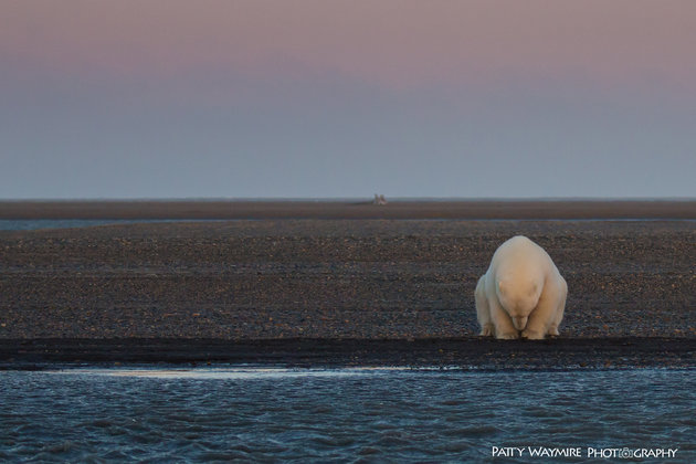 Nữ nhiếp ảnh gia lặn lội lên Bắc cực chụp ảnh gấu trắng và tuyết nhưng buồn thay, chẳng có tuyết, chỉ còn lại những hình ảnh này - Ảnh 1.