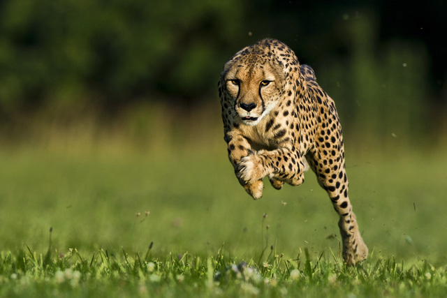 Đây là động vật trên cạn chạy nhanh nhất Trái Đất này, và chúng đang đứng trên bờ vực tuyệt chủng - Ảnh 1.