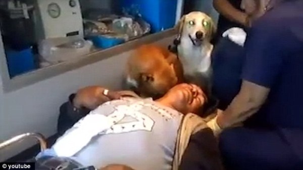 Hai chú chó trung thành nhất quyết nhảy lên xe cứu thương để chăm sóc cho chủ - Ảnh 1.