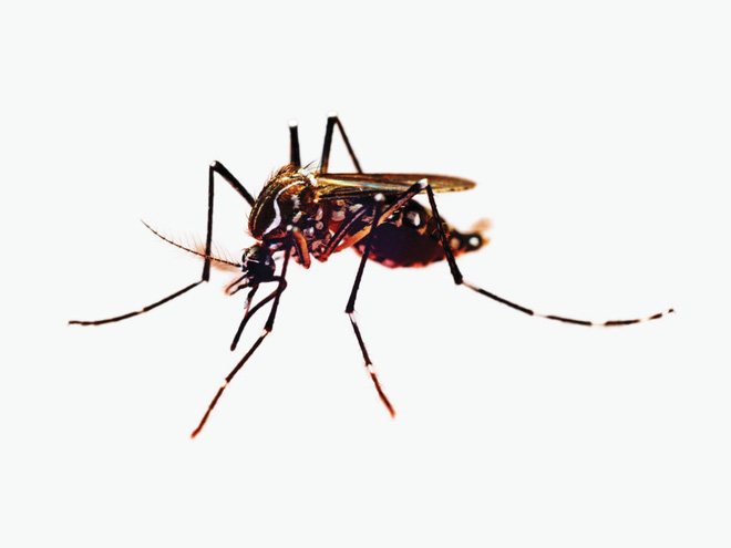 Nhìn lại cuộc chiến chống lại loài muỗi đầy cam go của nhân loại - Ảnh 10.