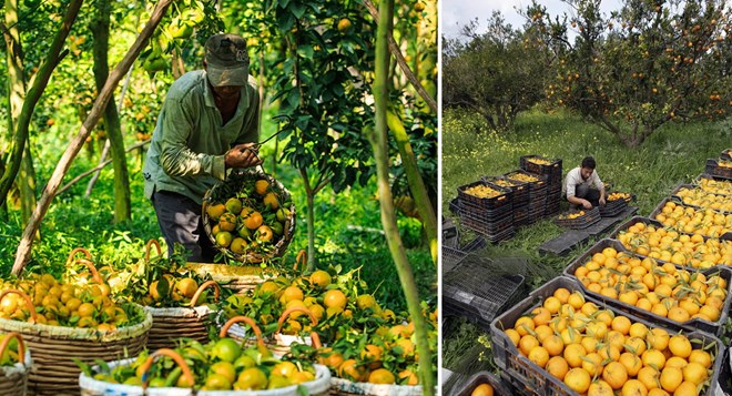 So sánh thú vị giữa thu hoạch trái cây tại Việt Nam và thế giới - Ảnh 10.