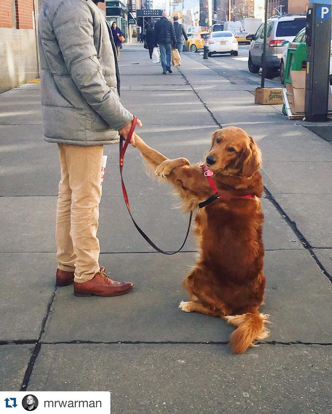 Ngôi sao của New York: Cô chó chỉ thích ôm chân người khác - Ảnh 10.