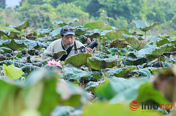 Tận thấy đầm sen duy nhất có nhiều loại sen quý tại Hà Nội - Ảnh 10.