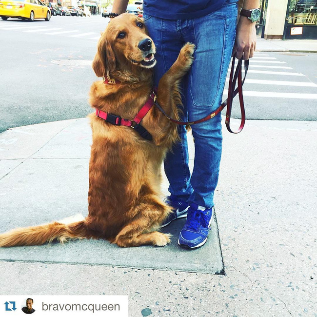 Ngôi sao của New York: Cô chó chỉ thích ôm chân người khác - Ảnh 11.