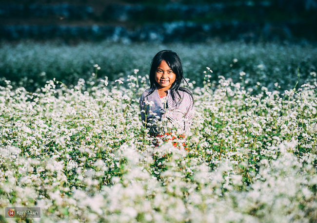 Ngắm mùa hoa tam giác mạch đẹp mê mải về ở Hà Giang - Ảnh 12.