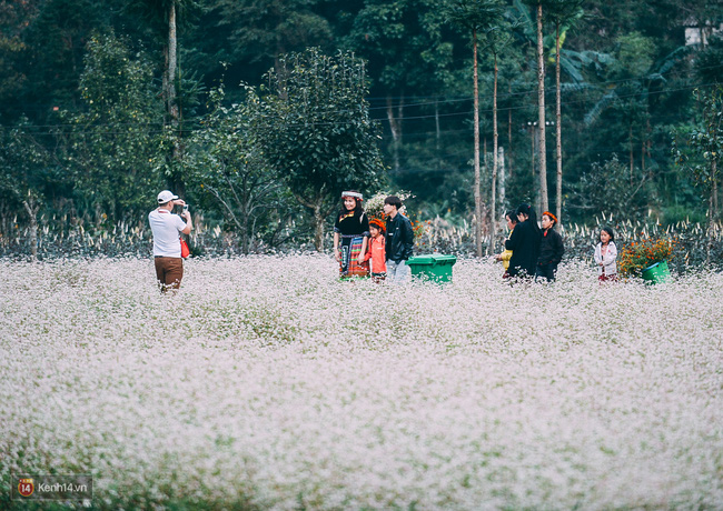 Ngắm mùa hoa tam giác mạch đẹp mê mải về ở Hà Giang - Ảnh 13.