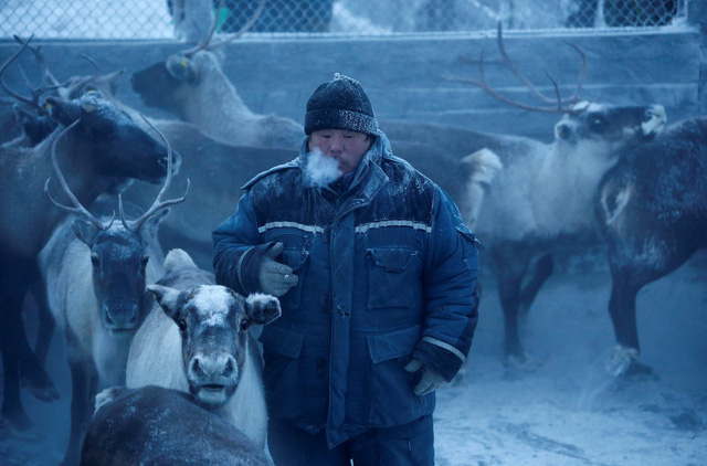 Cuộc sống khắc nghiệt không như truyện cổ tích của những chú tuần lộc giữa cái lạnh -40 độ C ở cực bắc nước Nga - Ảnh 13.