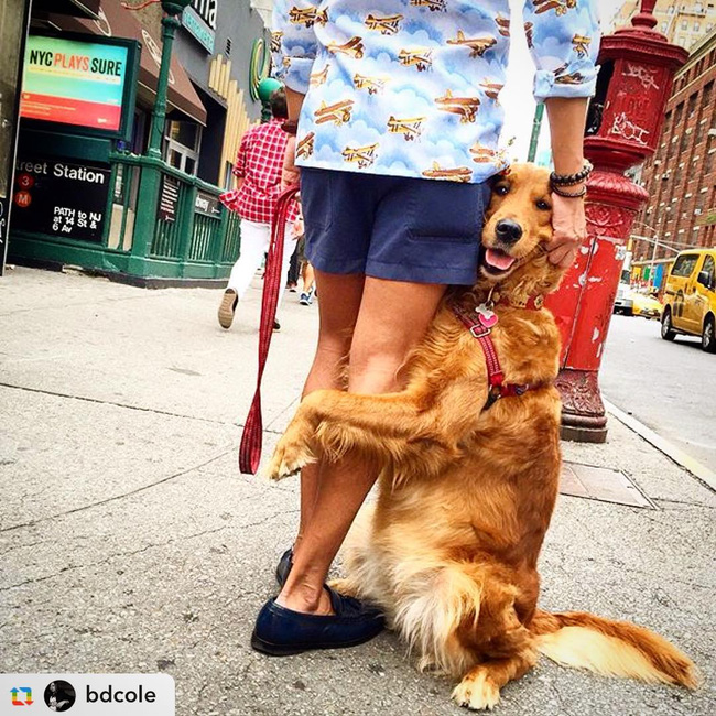 Ngôi sao của New York: Cô chó chỉ thích ôm chân người khác - Ảnh 13.