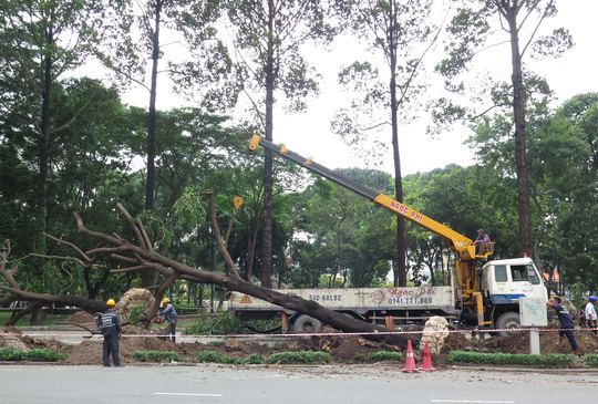 Toàn cảnh di dời hàng chục cây xanh ở công viên 23-9 - Ảnh 14.