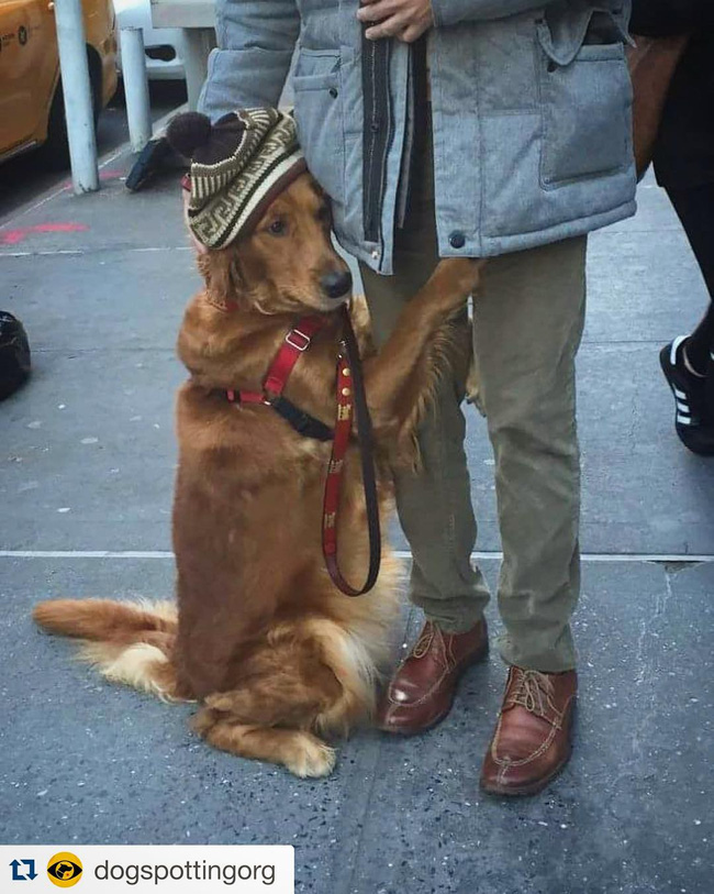 Ngôi sao của New York: Cô chó chỉ thích ôm chân người khác - Ảnh 14.