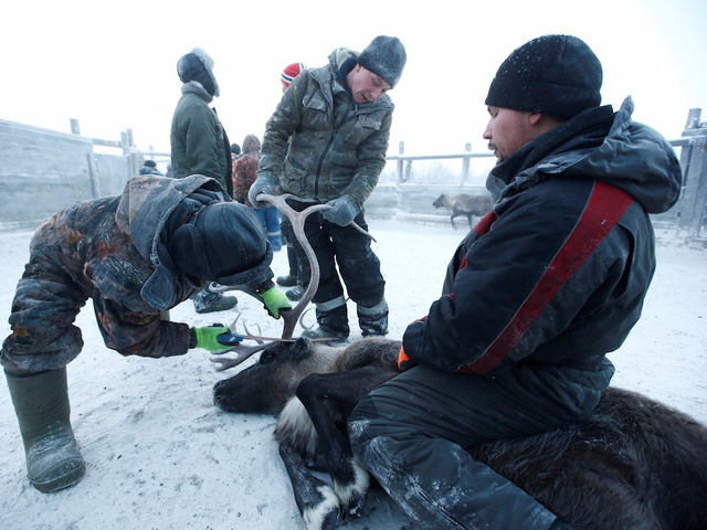 Cuộc sống khắc nghiệt không như truyện cổ tích của những chú tuần lộc giữa cái lạnh -40 độ C ở cực bắc nước Nga - Ảnh 17.
