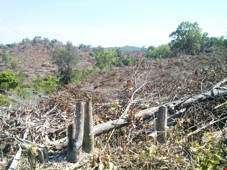 Phú Yên: Điều tra vụ chặt hạ 108 ha rừng - Ảnh 2.