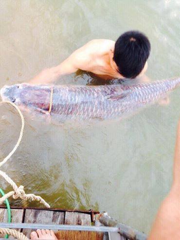 Bắt được siêu cá trắm nặng 61kg tại Thái Nguyên - Ảnh 3.