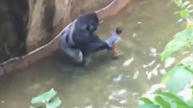 Các nhân chứng cho biết khỉ đột chỉ đang cố bảo vệ em bé mà thôi - Ảnh 2.