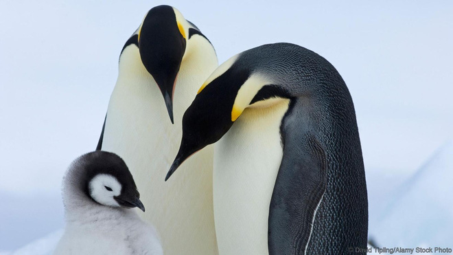 Sự thật gây sốc đằng sau những chú chim cánh cụt trông đáng yêu và tình cảm - Ảnh 1.