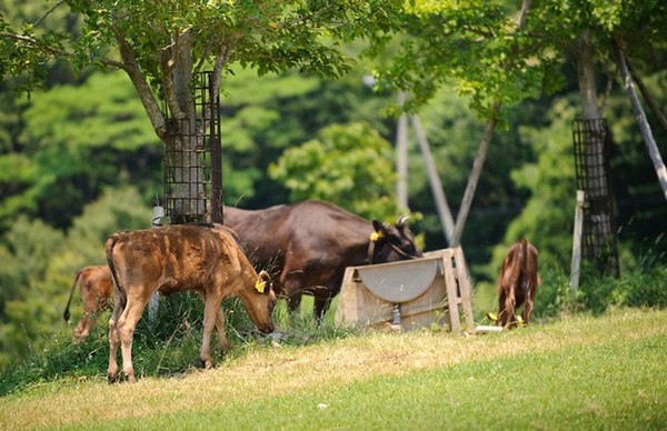 Sự thật những lời đồn đại về loại thịt bò đắt đỏ nhất thế giới chỉ dành cho giới thượng lưu - Ảnh 2.