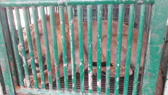 Ấn Độ: Bắt 18 con sư tử để điều tra vụ giết chết 3 người - Ảnh 2.
