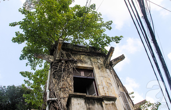 Sống ở những biệt thự giá triệu đô ở ngay trung tâm Sài Gòn vẫn khổ hơn ở nhà trọ - Ảnh 2.