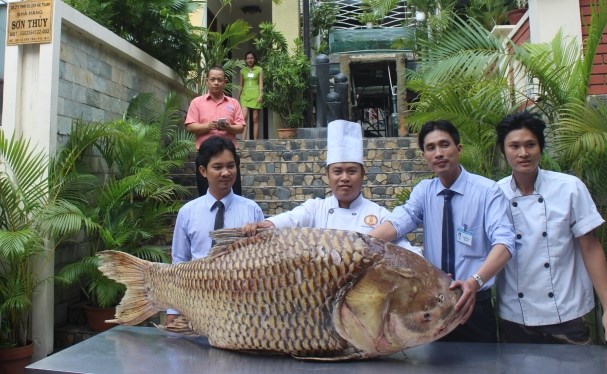 Sang tận Campuchia mua cá hô khủng quý hiếm về Sài Gòn - Ảnh 1.