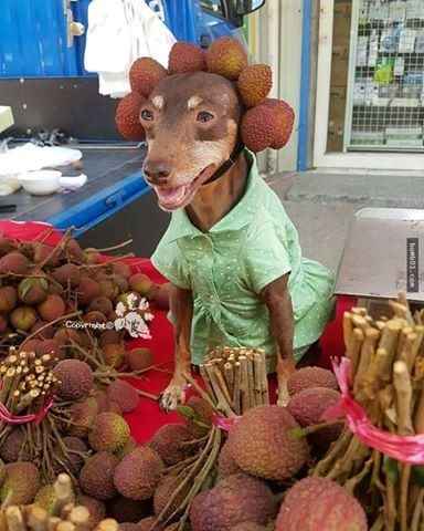Chú chó ăn mặc sành điệu, bán hoa quả gây sốt cộng đồng mạng - Ảnh 2.
