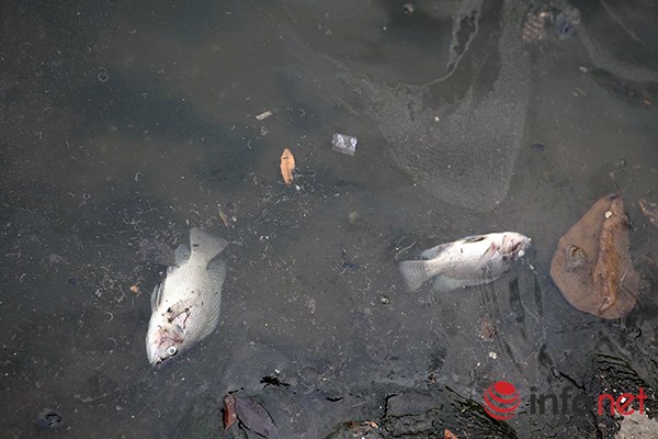 Cá chết lại nổi trên mặt hồ Thiền Quang - Ảnh 1.