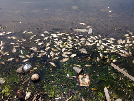 Hà Nội: Hồ Ba Mẫu lại ngập ngụa rác rến và xác cá chết - Ảnh 1.