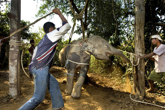 Câu chuyện đau lòng đằng sau những con voi hiền hòa tại Thái Lan - Ảnh 2.