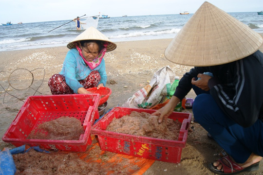 Hàng chục tấn ruốc dạt vào bờ biển Quảng Bình - Ảnh 2.