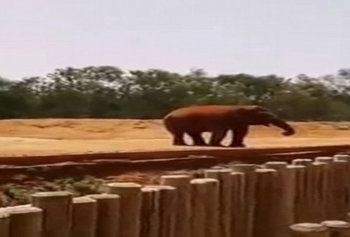 Đi vườn thú, bé gái 7 tuổi bị voi ném đá tử vong - Ảnh 1.