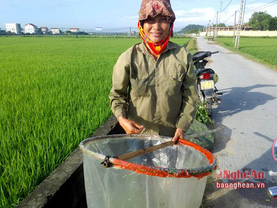 Săn tôm bay mỗi ngày thu bạc triệu - Ảnh 2.