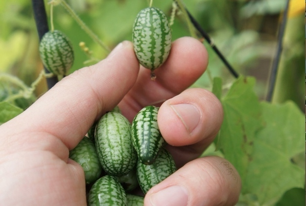 Cucamelon - loại dưa hấu tí hon có thể trồng được ngay tại nhà của bạn - Ảnh 1.