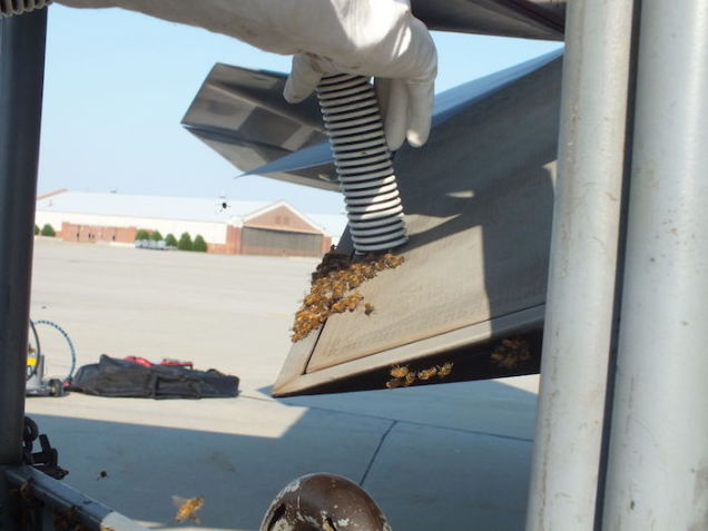 Siêu chiến cơ F-22 bị 20.000 con ong mật củ hành - Ảnh 1.