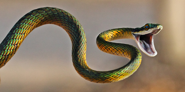 Đố bạn biết vì sao con rắn có một thân hình dài ngoằng? - Ảnh 2.