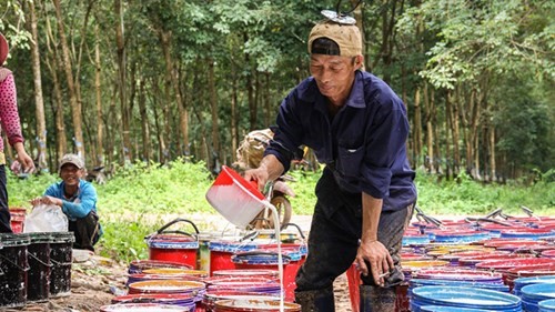 Nếu Hoàng Anh Gia Lai bán cao su tại Lào... - Ảnh 2.